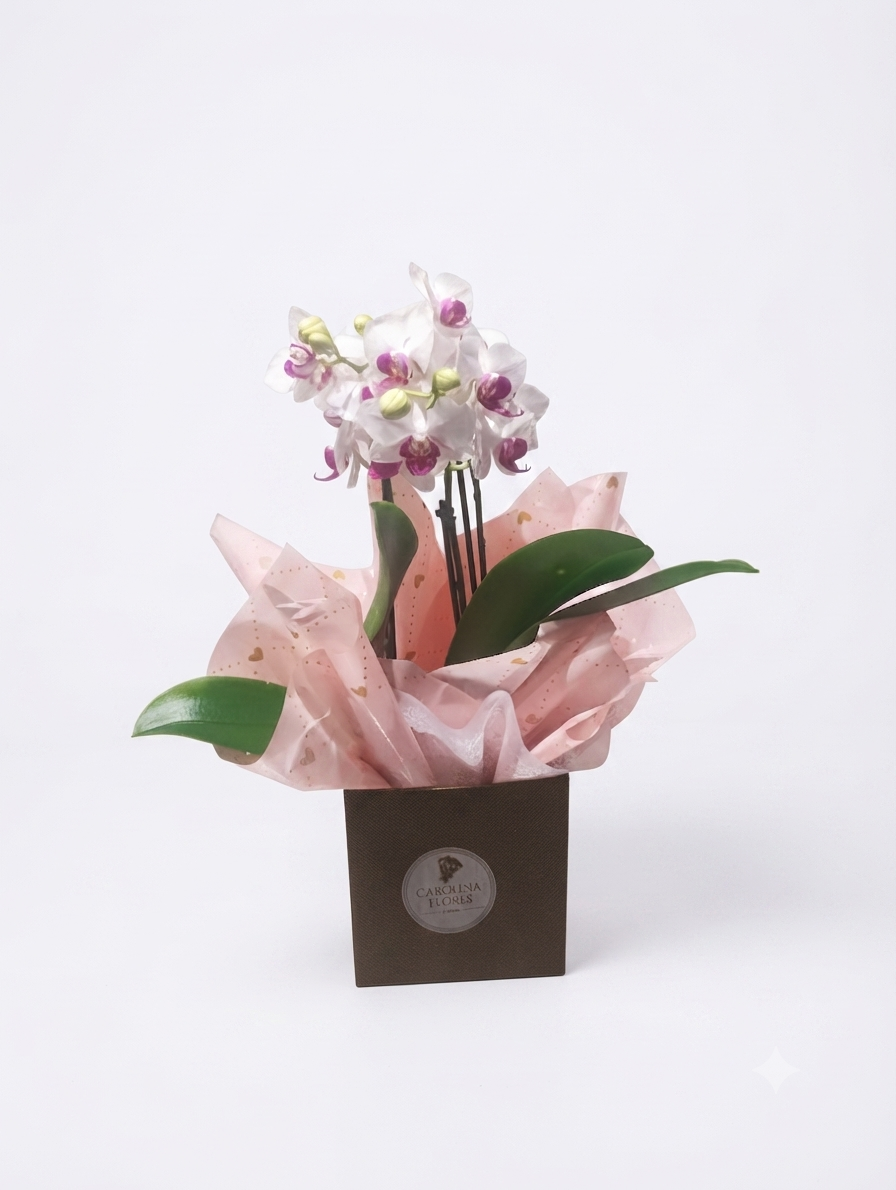 Mini Orquídea Phalaenopsis Pote 11 — 1