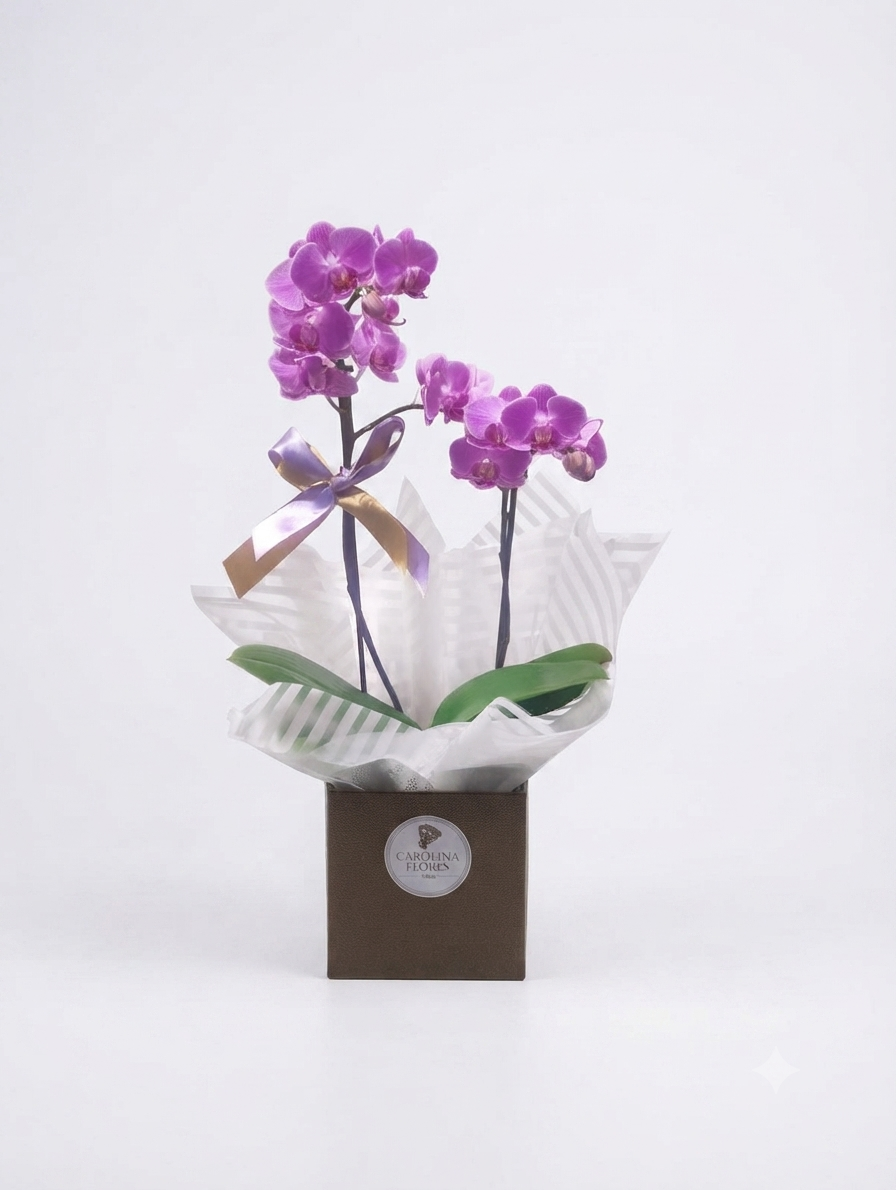 Mini Orquídea Phalaenopsis Pote 11 — 2