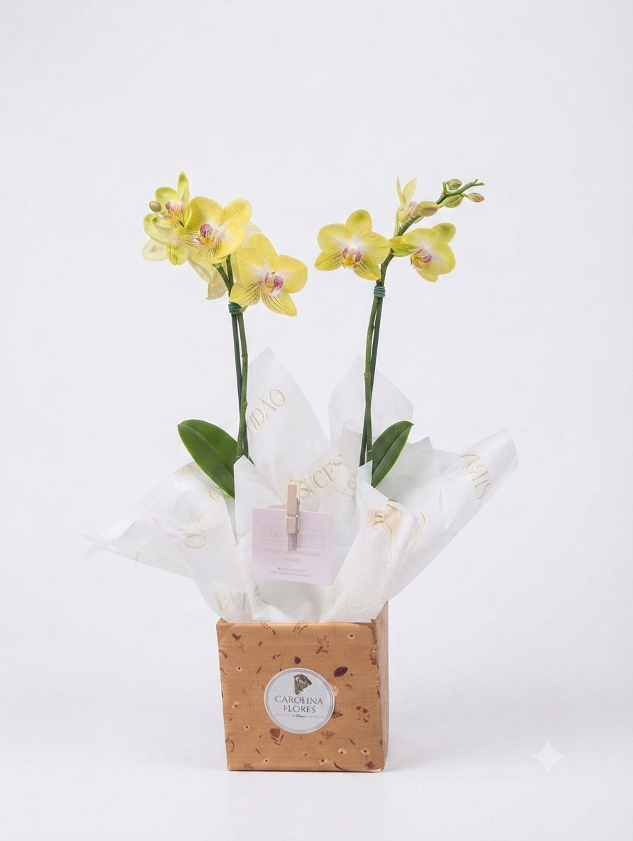 Mini Orquídea Phalaenopsis Pote 11 — 3