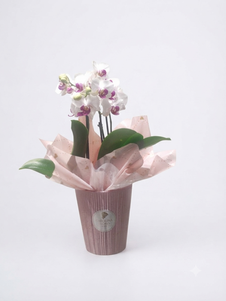 Mini Orquídea Phalaenopsis Pote 11 — 5