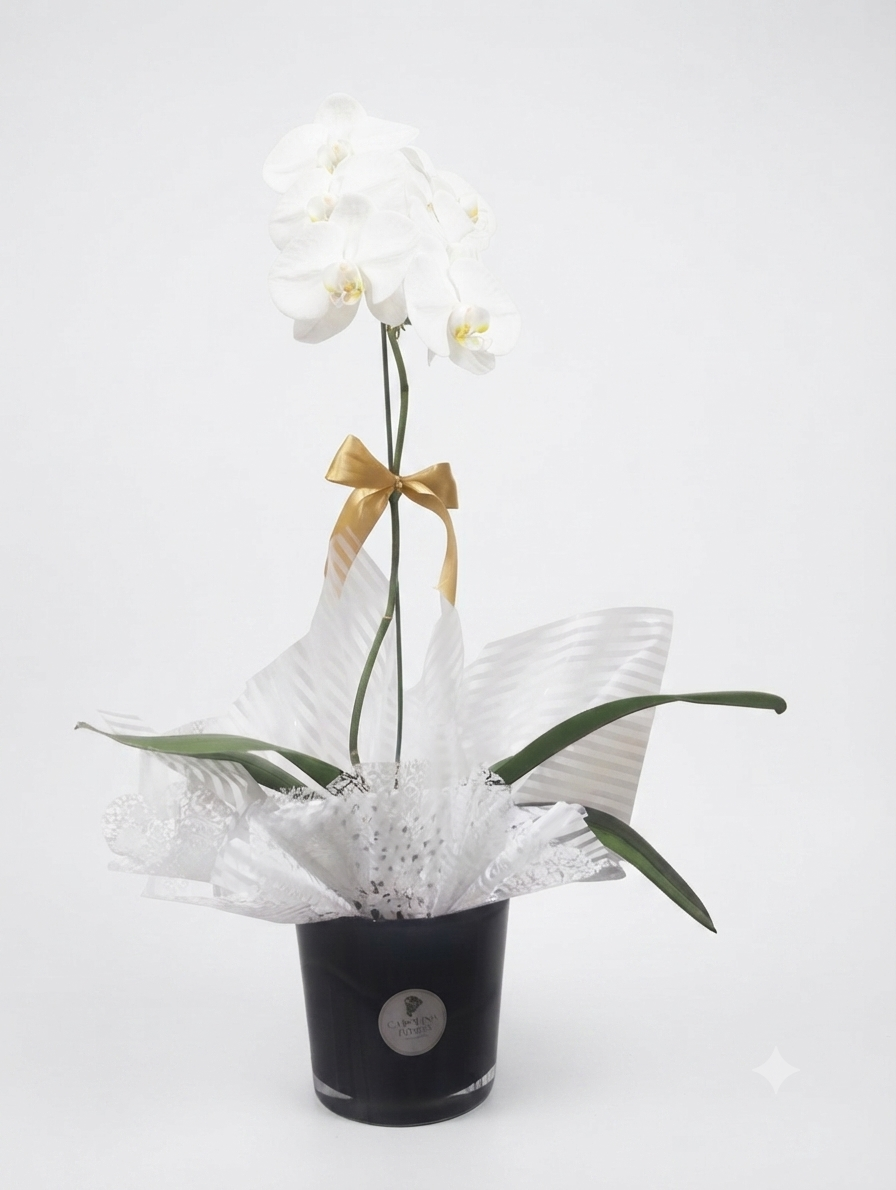 Vaso de Orquídea Phalaenopsis Pote 15 — 6