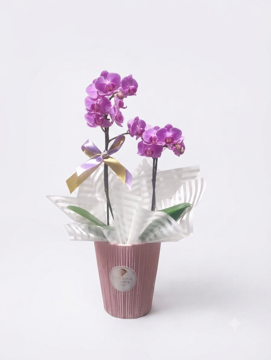Mini Orquídea Phalaenopsis Pote 11 — 6