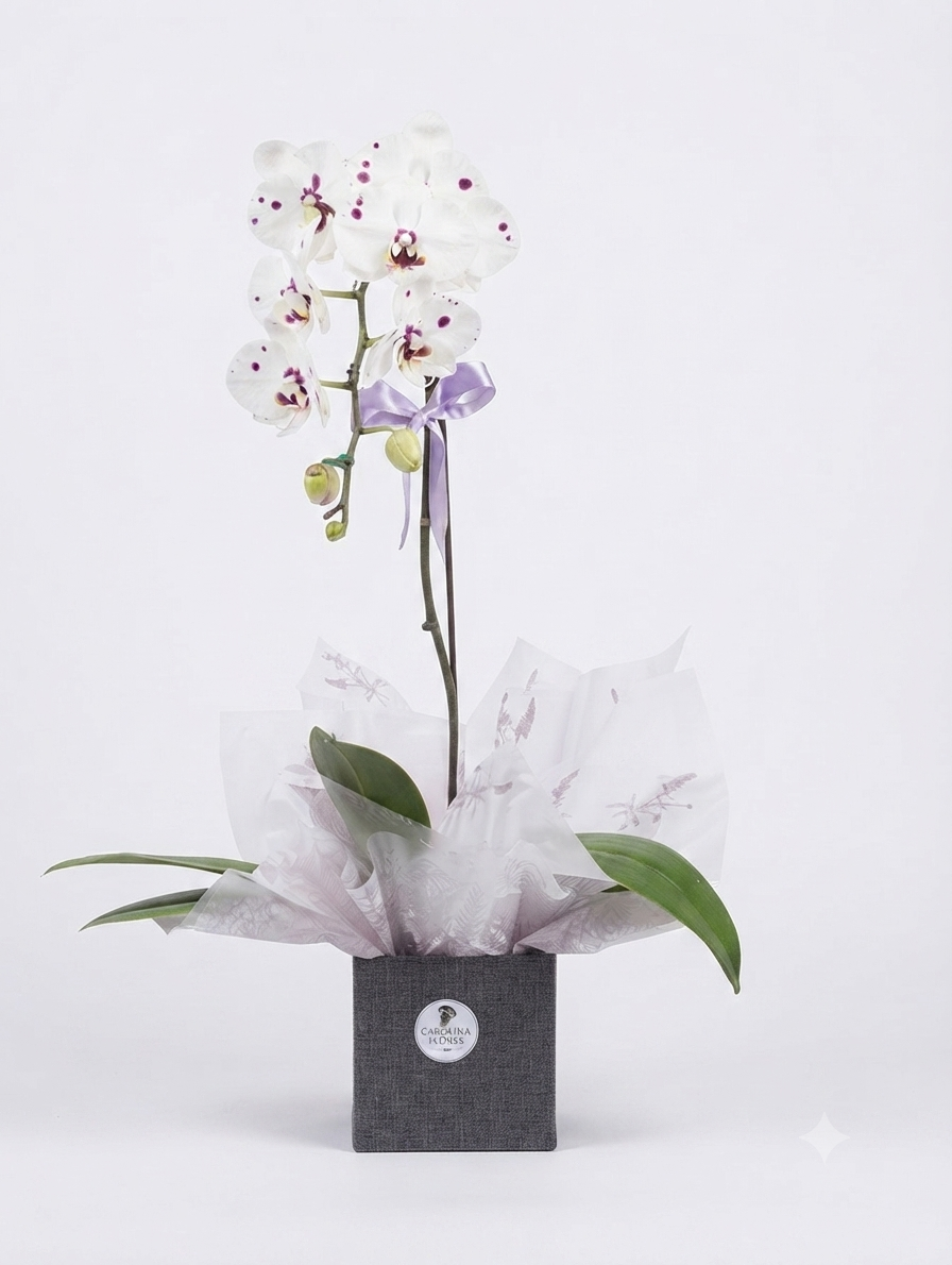 Vaso de Orquídea Phalaenopsis Pote 15 — 7