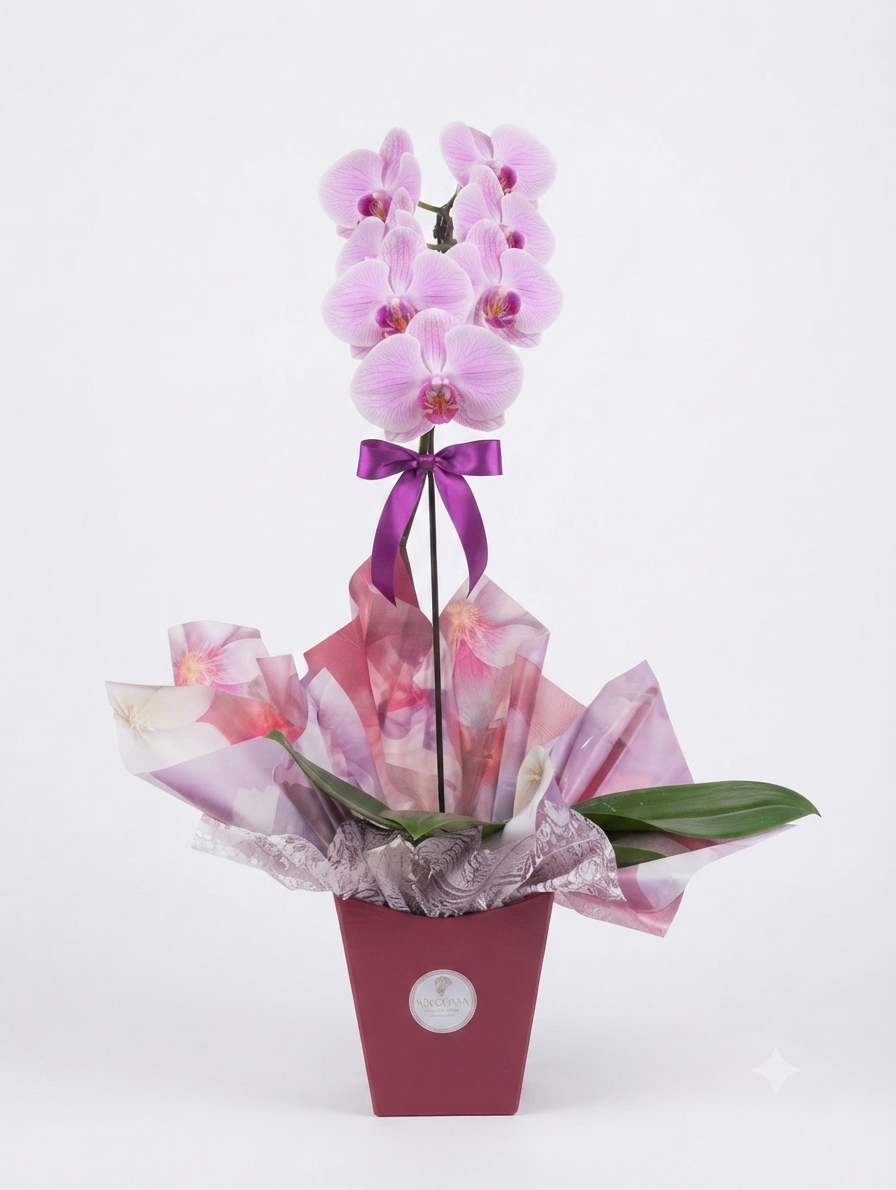 Vaso de Orquídea Phalaenopsis Pote 15 — 5